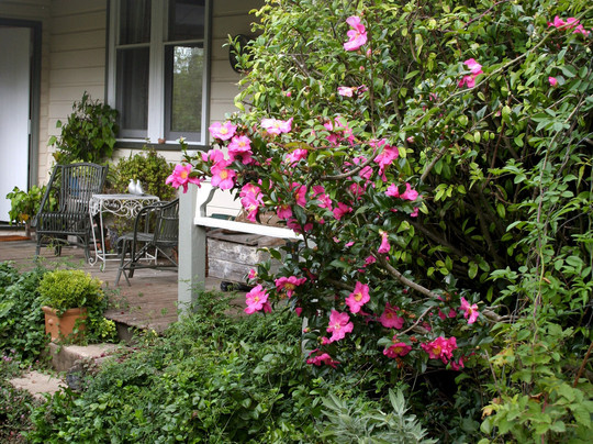 Poppy's Cottage主图