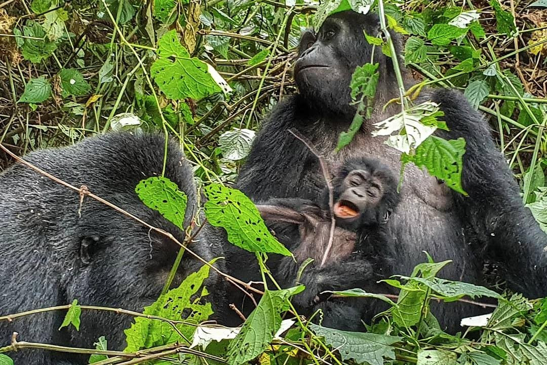 Jambo Eco Tours & Safaris-坎帕拉必去景点