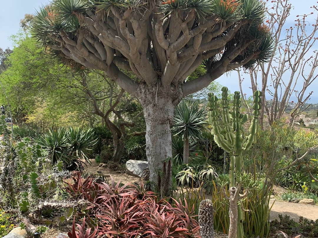 San Diego Botanic Garden景点图片