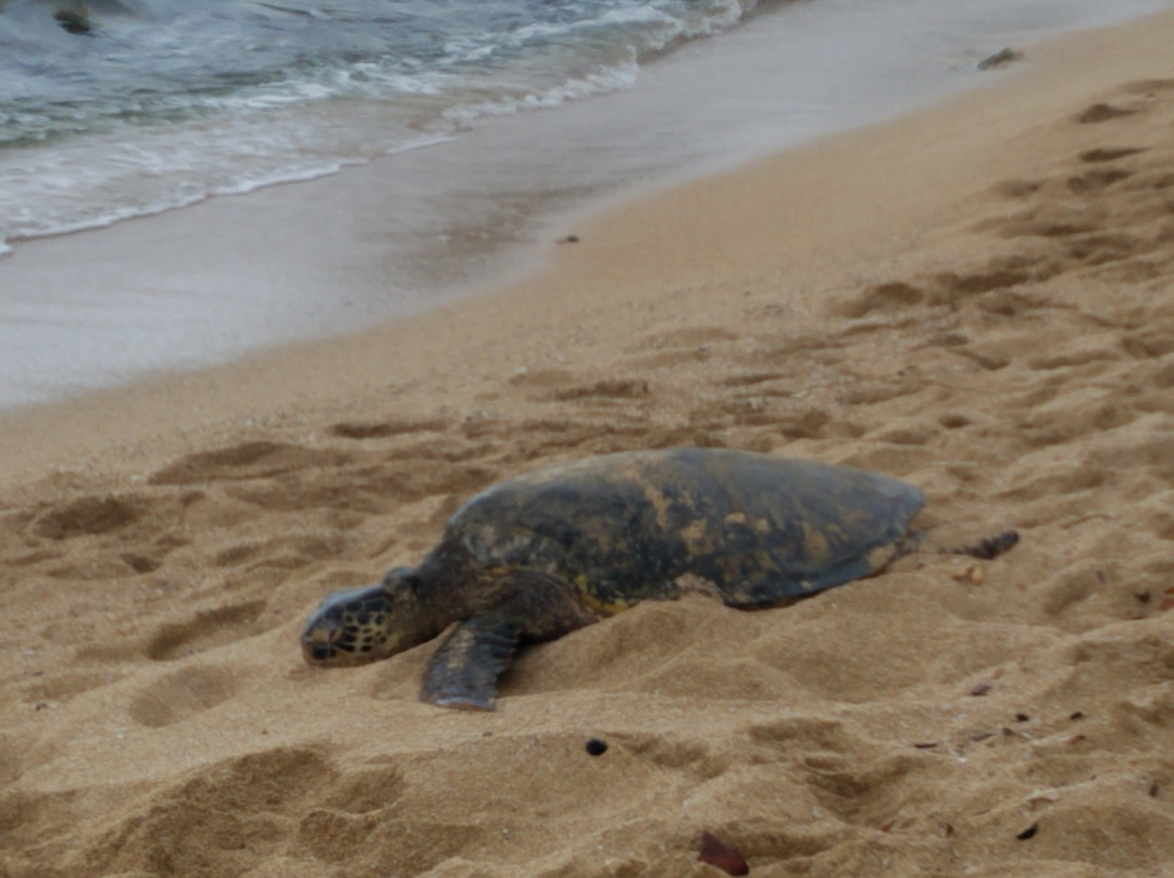 冲浪车-火奴鲁鲁必去景点