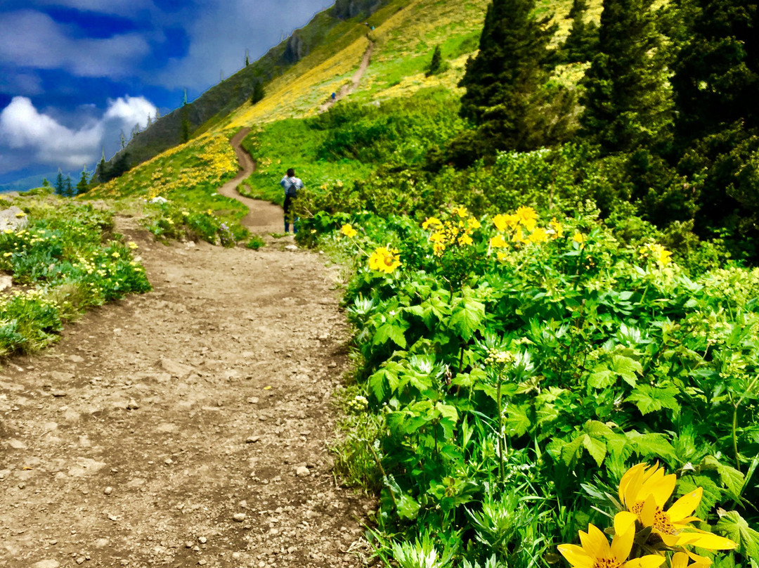 Dog Mountain Trail景点图片