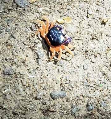 The Night Tour with Tracie The Bug Lady-德雷克湾必去景点