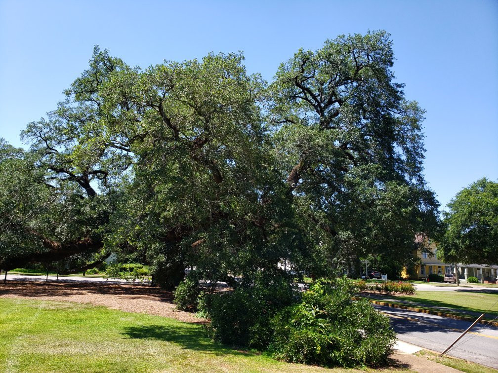 Thomasville's Historic Big Oak-Thomasville必去景点