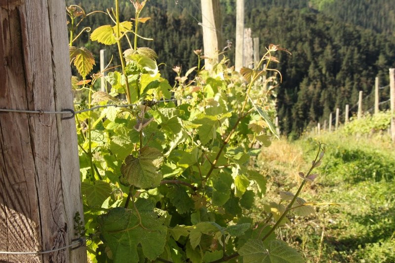 Bodega Berroja - Day Tour景点图片