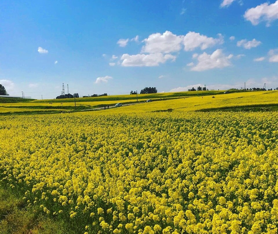 Sunflower Hill-大崎市必去景点