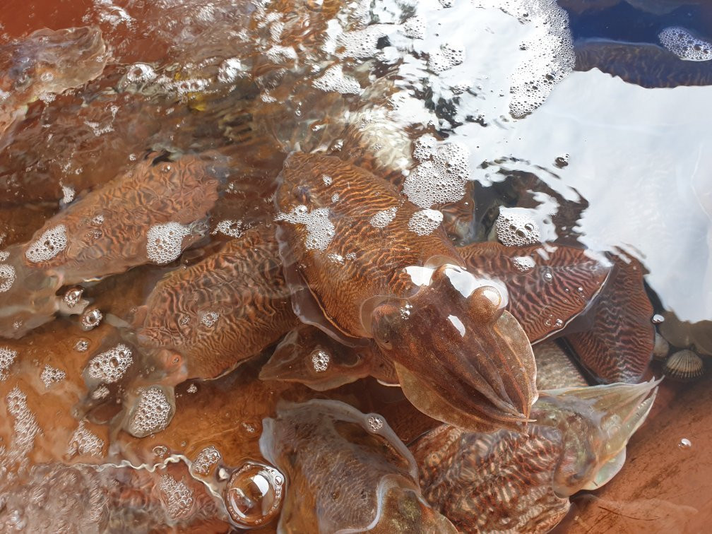 务安郡餐馆和美食-Tradition Original Old Days Sashimi Restaurant