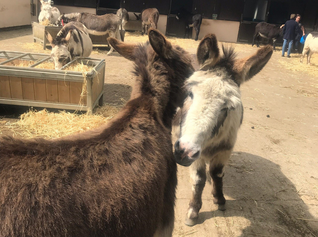 The Donkey Sanctuary, Leeds景点图片