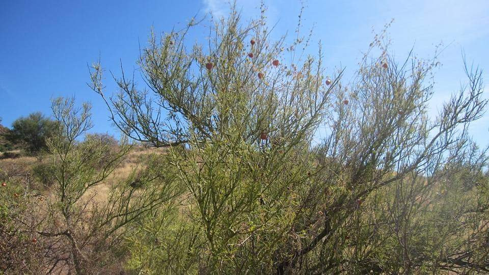 Estero el Soldado, Área Natural Protegida-圣卡洛斯必去景点