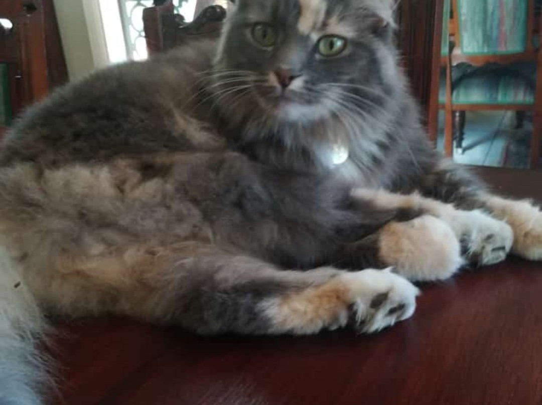 Pine's Emporium-Parys必去景点