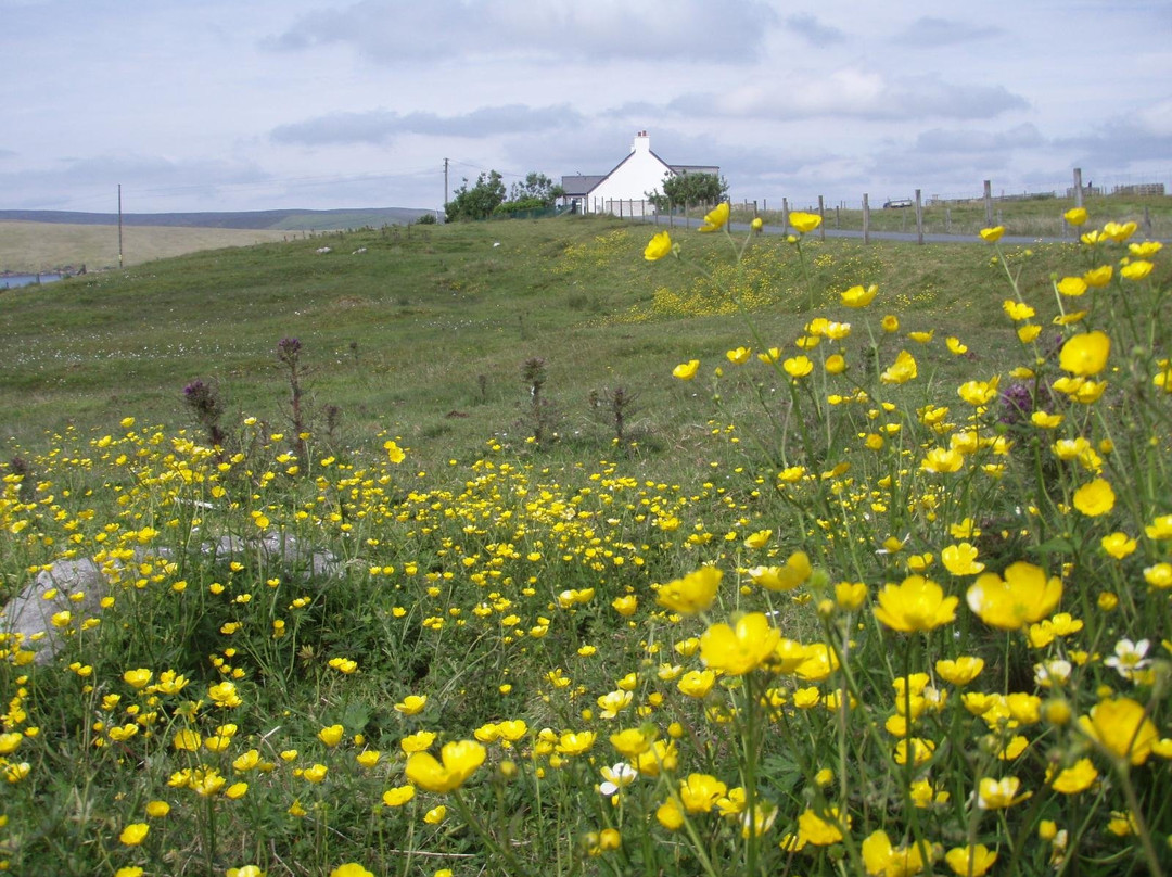 Go Shetland Tours景点图片