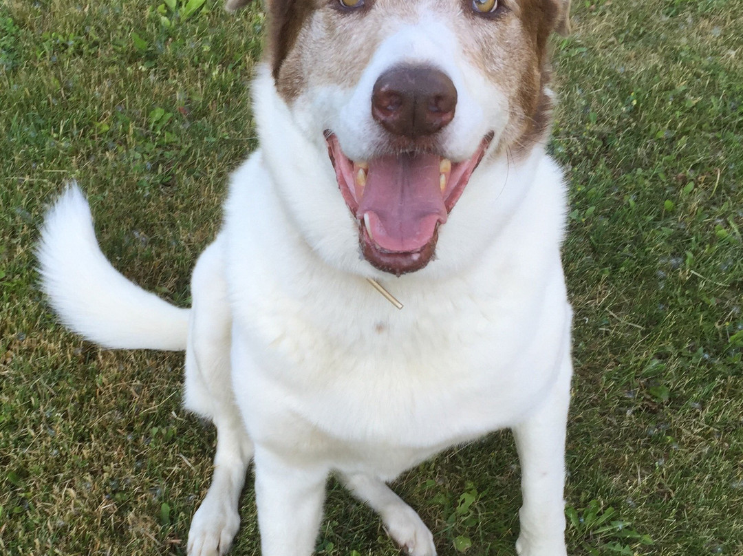 Loose Moose Lodge Bed & Breakfast主图