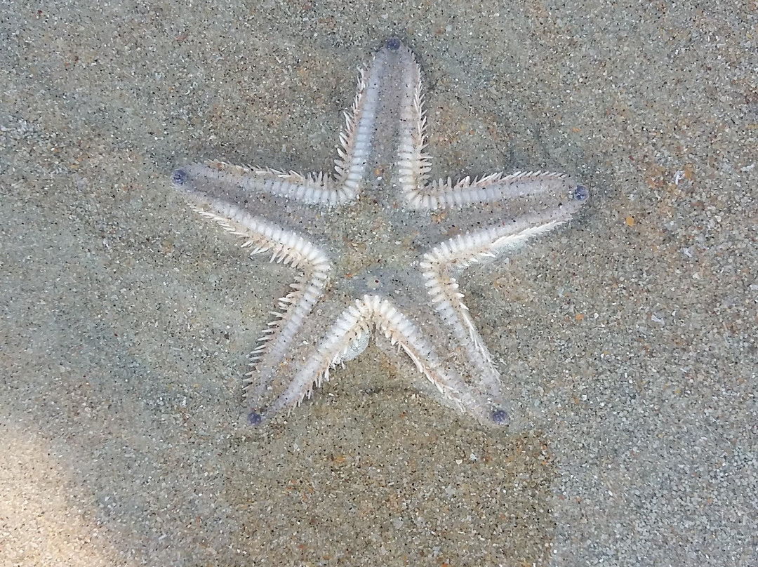 Club Mahindra Acacia Palms主图