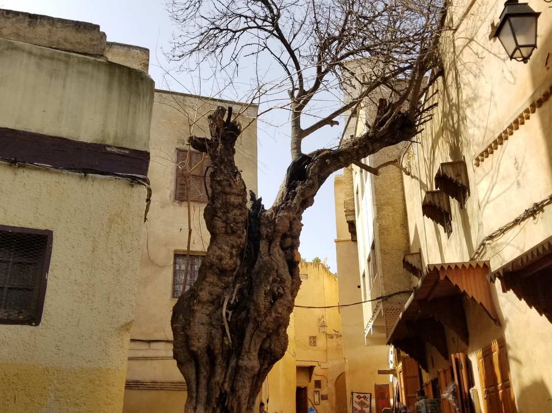 Fez Guided Tours-非斯必去景点