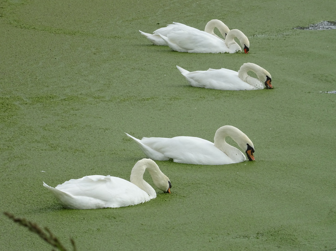 Weizigtpark景点图片