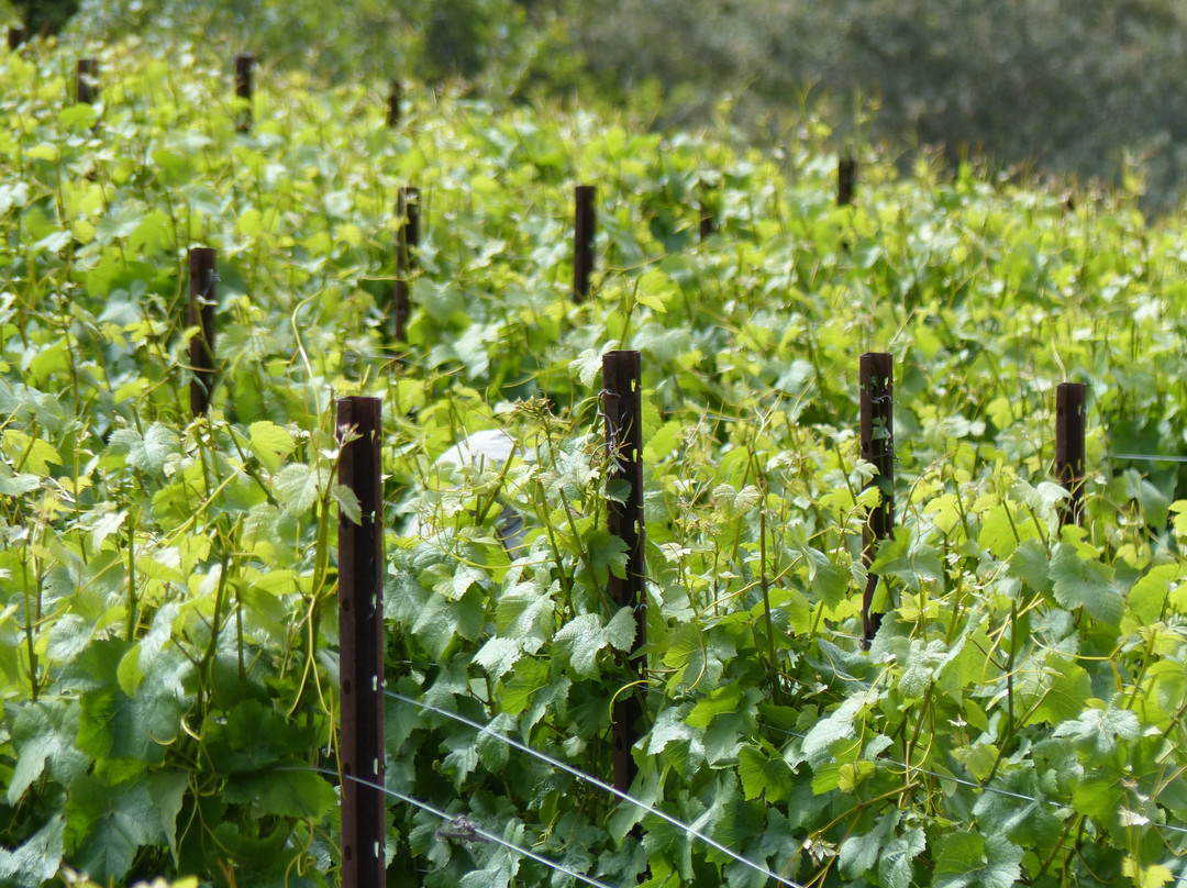 Soquel Vineyards-Soquel必去景点