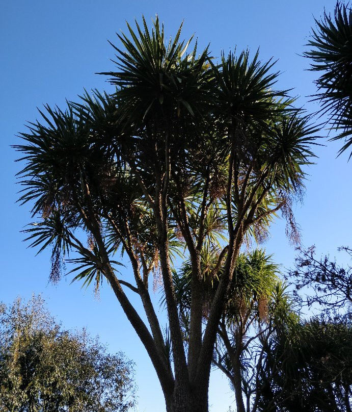 Carnfunnock Country Park景点图片