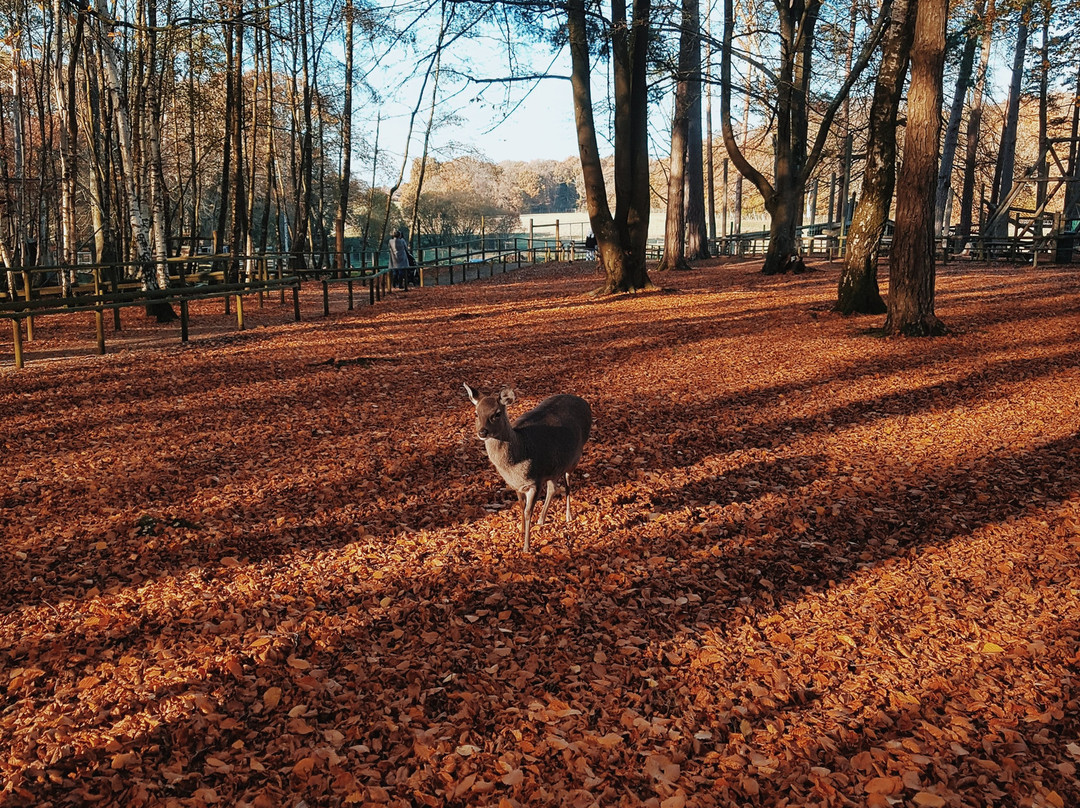 New Forest Wildlife Park景点图片