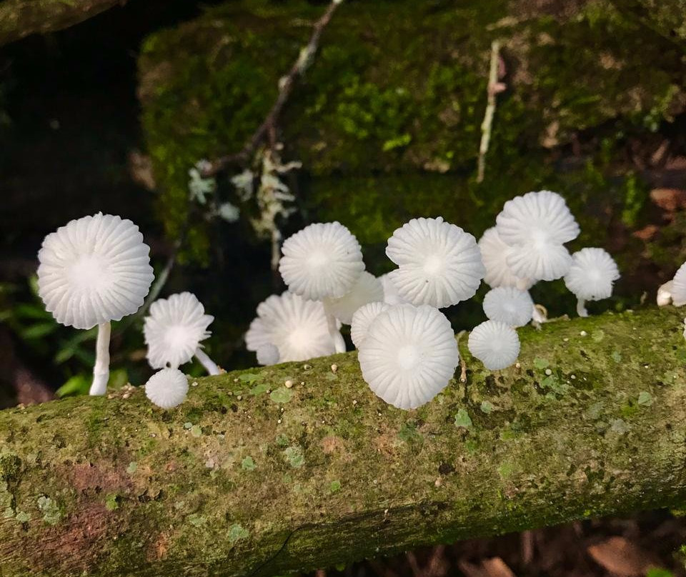 Margay - Reserva Natural & Lodge de Selva主图