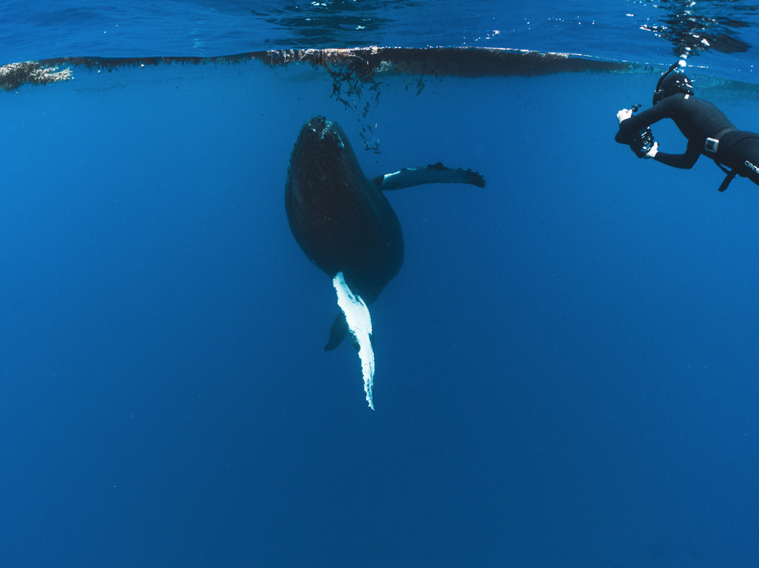 Nomad Diving-拉巴斯必去景点