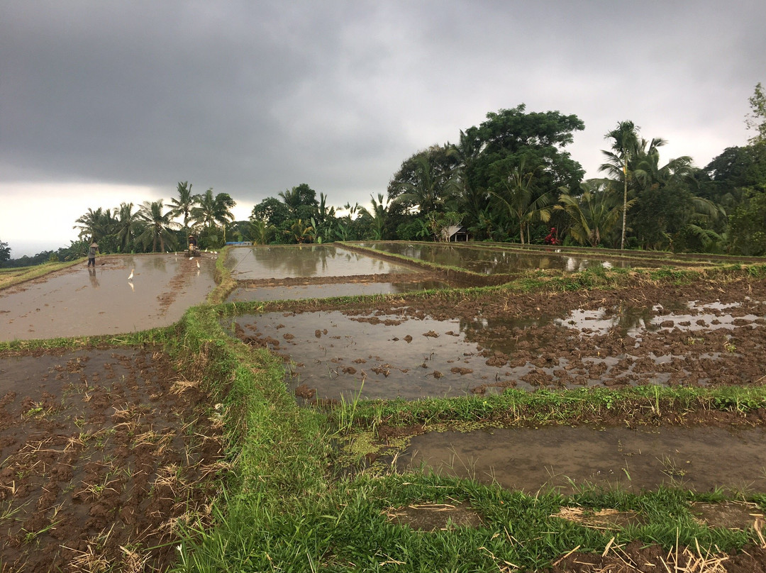 Batukaru Adventures-达巴南必去景点