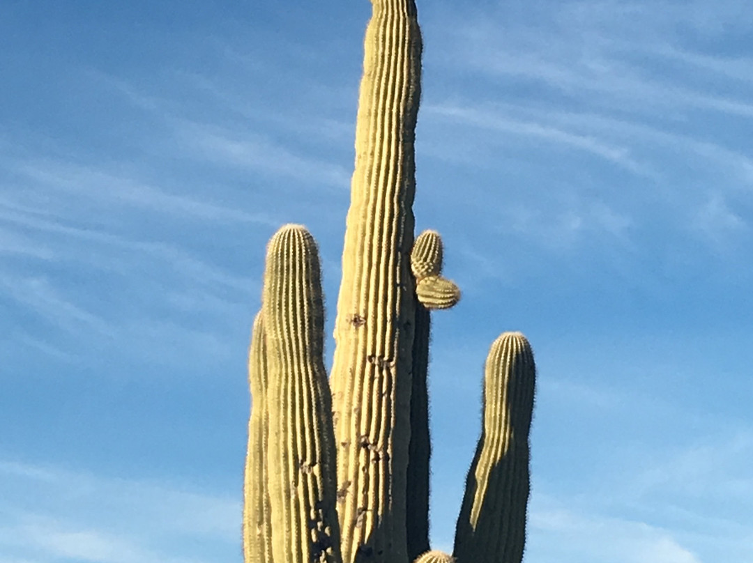 Arizona Sailing Adventures - Private Charters-Morristown必去景点