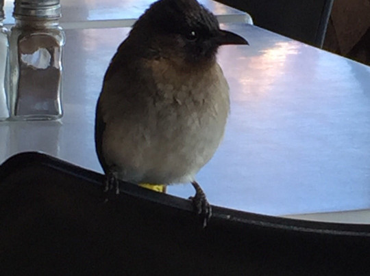 Red Hill Birding-芝加哥必去景点