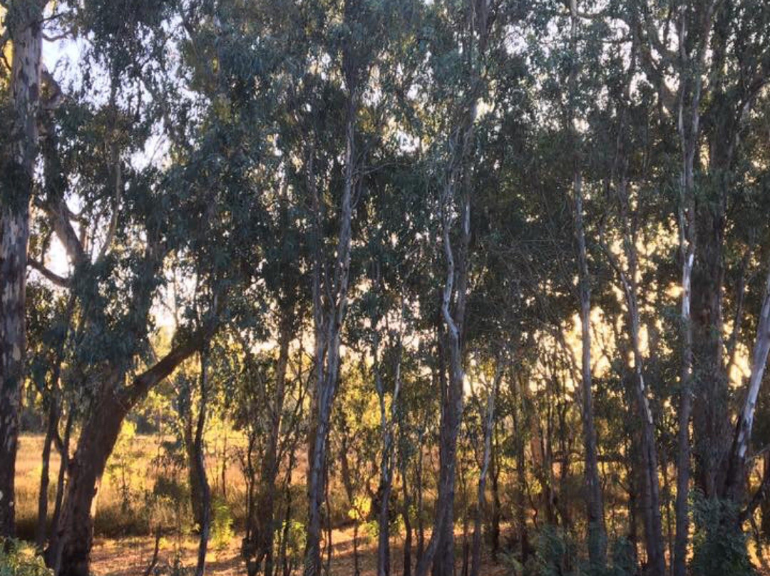 Kotupna旅游景点-Gemmill Swamp Wildlife Reserve