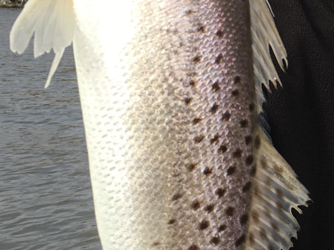 Get The Net Fishing Charters-克马必去景点