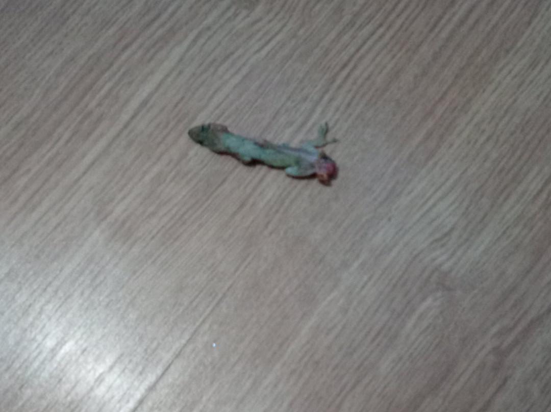 Hotel Trevo MS主图