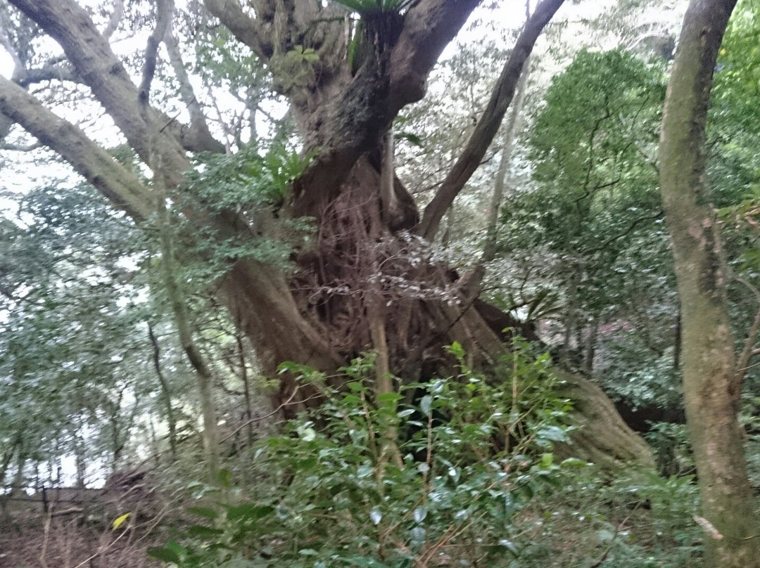 御藏岛村旅游景点-Nango no Ooji