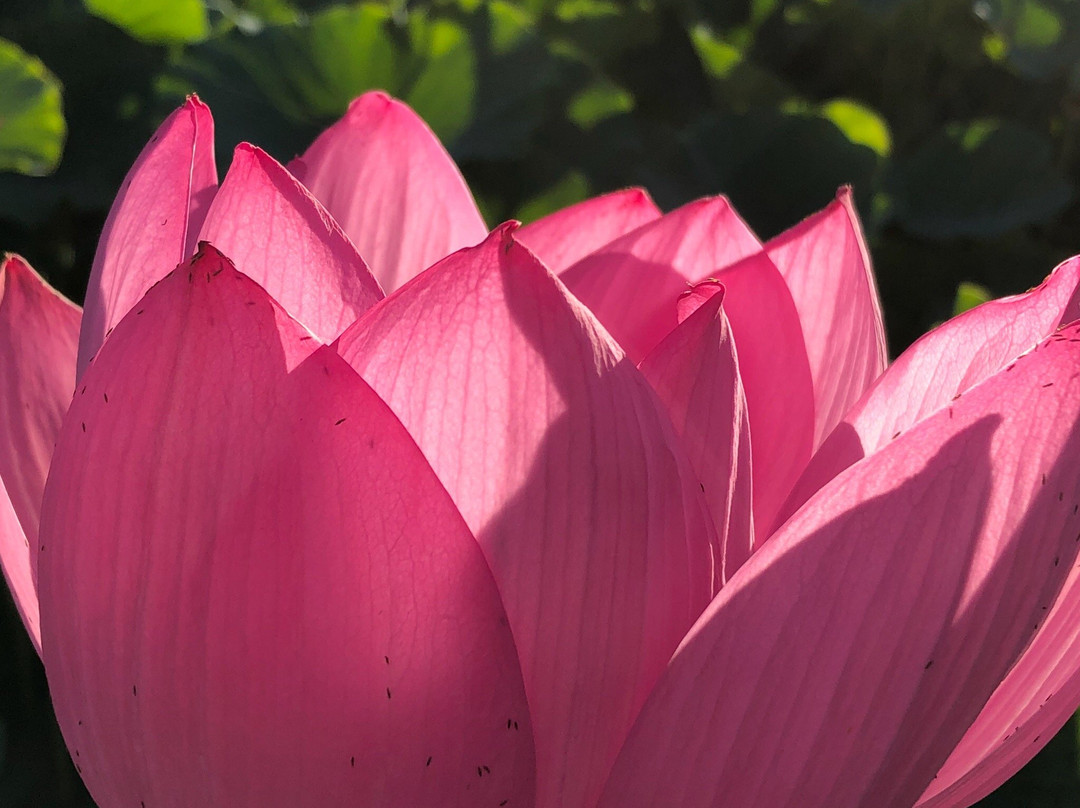 白洋淀荷花大观园-安新县必去景点