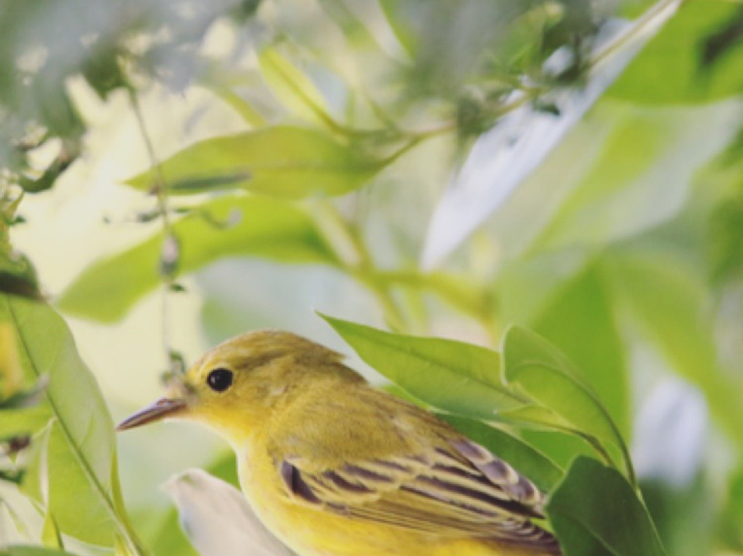 Bubali Bird Sanctuary景点图片