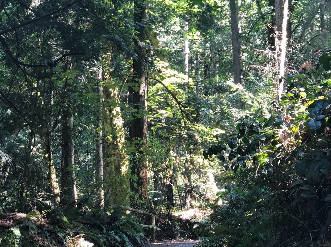 Bridle Trails State Park-柯克兰必去景点