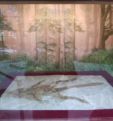 南京地质博物馆-南京市必去景点