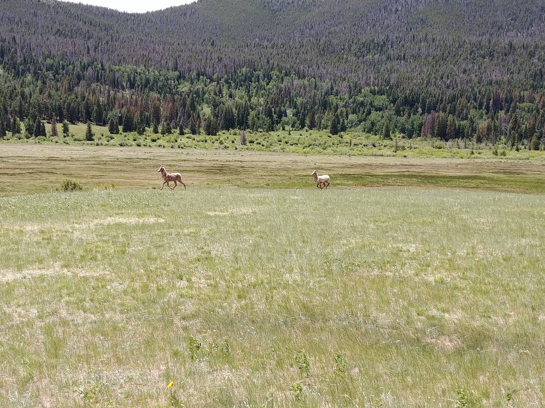 Sheep Lakes-落基山国家公园必去景点