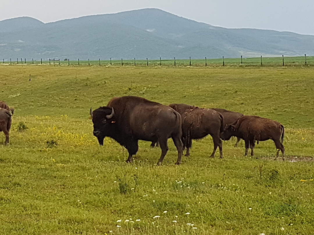 Ferma de Bizoni - Bison Farm景点图片