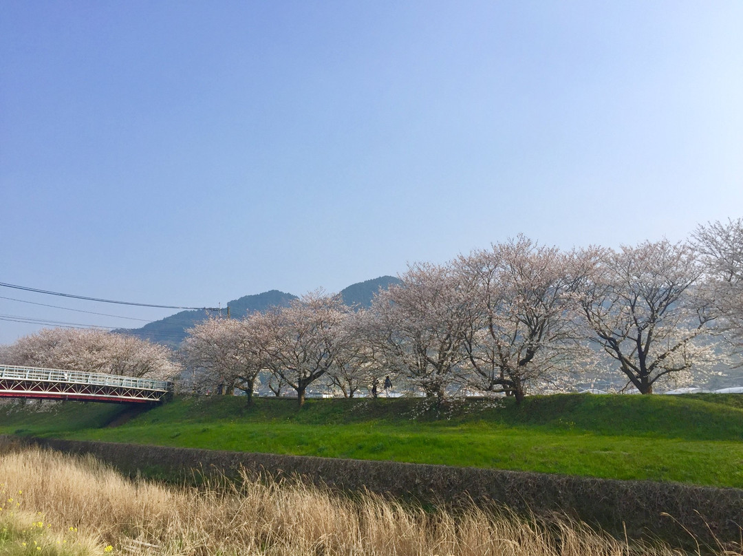 Sakura Trees along Nagare River-浮羽市必去景点