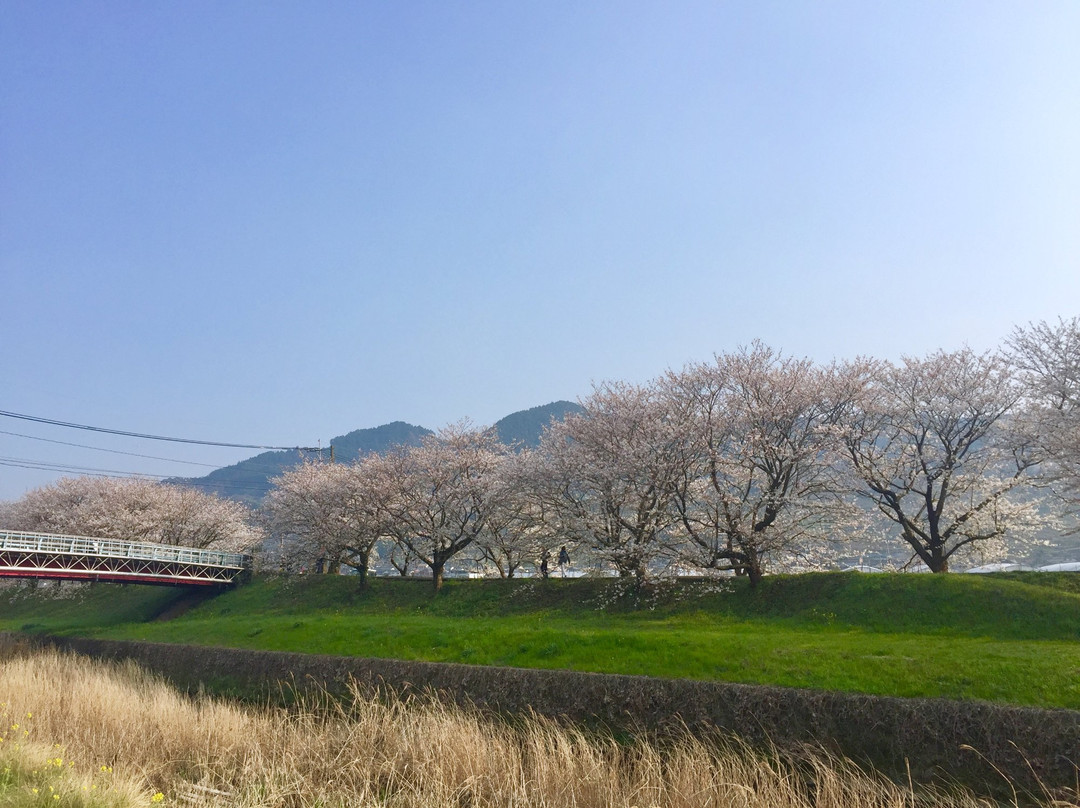 Sakura Trees along Nagare River景点图片