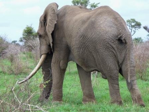 Durban Tours and Safaris-德班必去景点