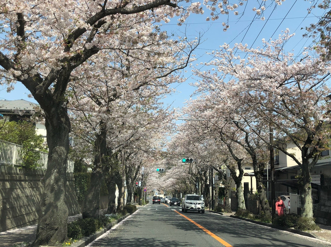 Kamakura Zushi Highland Cherry Blossom Trees-镰仓市必去景点