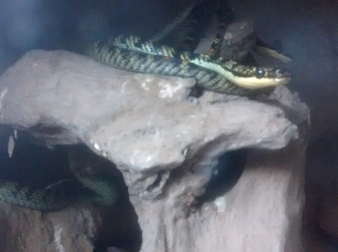 Aithal Snake Park景点图片