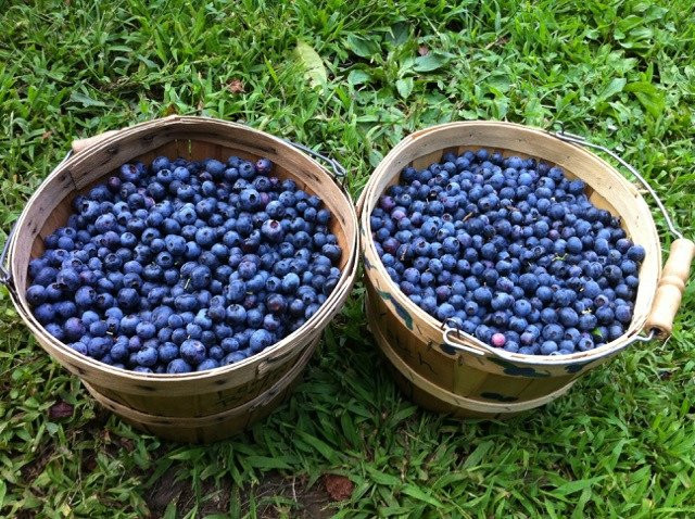 The Swallow's Nest主图