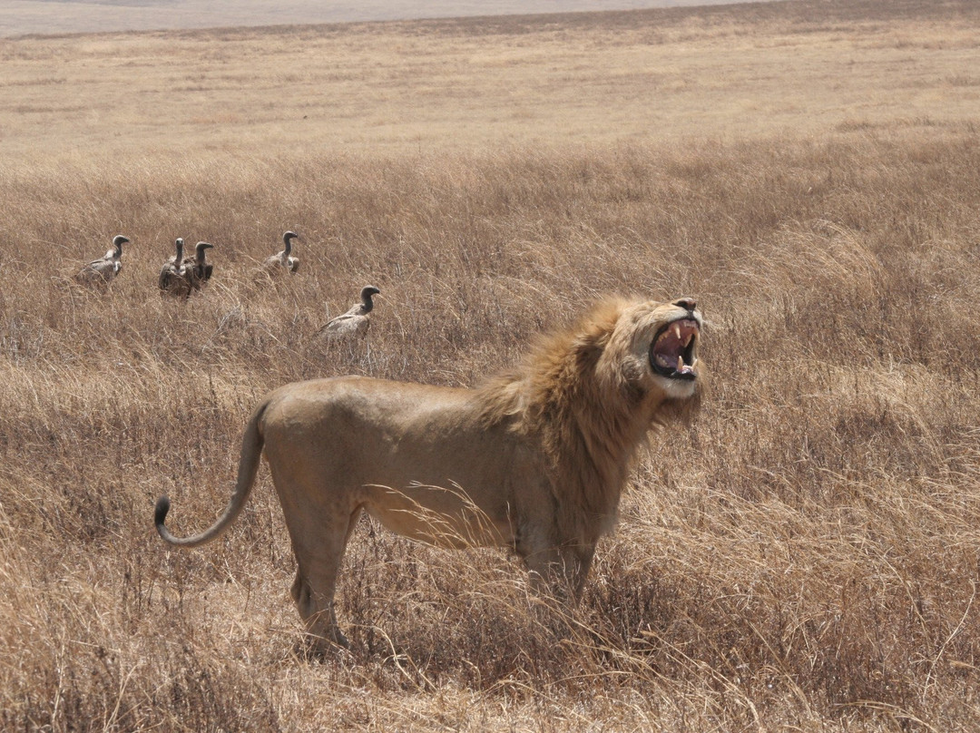 Mighty Safari-阿鲁沙必去景点