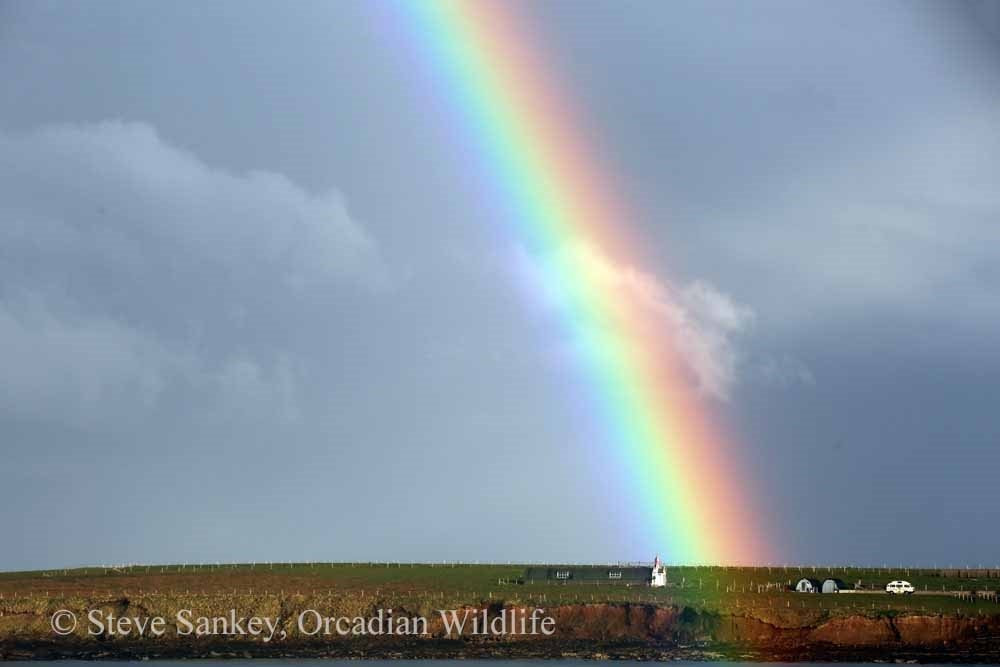 Orcadian Wildlife景点图片
