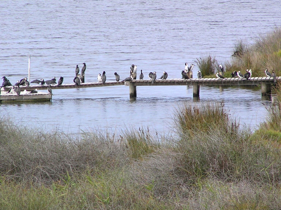 Connewarre旅游景点-Lake Connewarre Wildlife Reserve