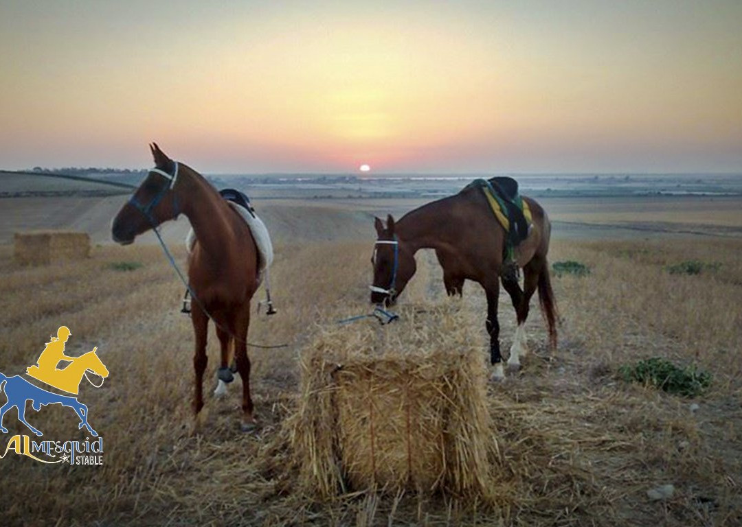 Al-Mesquid Stables-Sanlucar de Barrameda必去景点