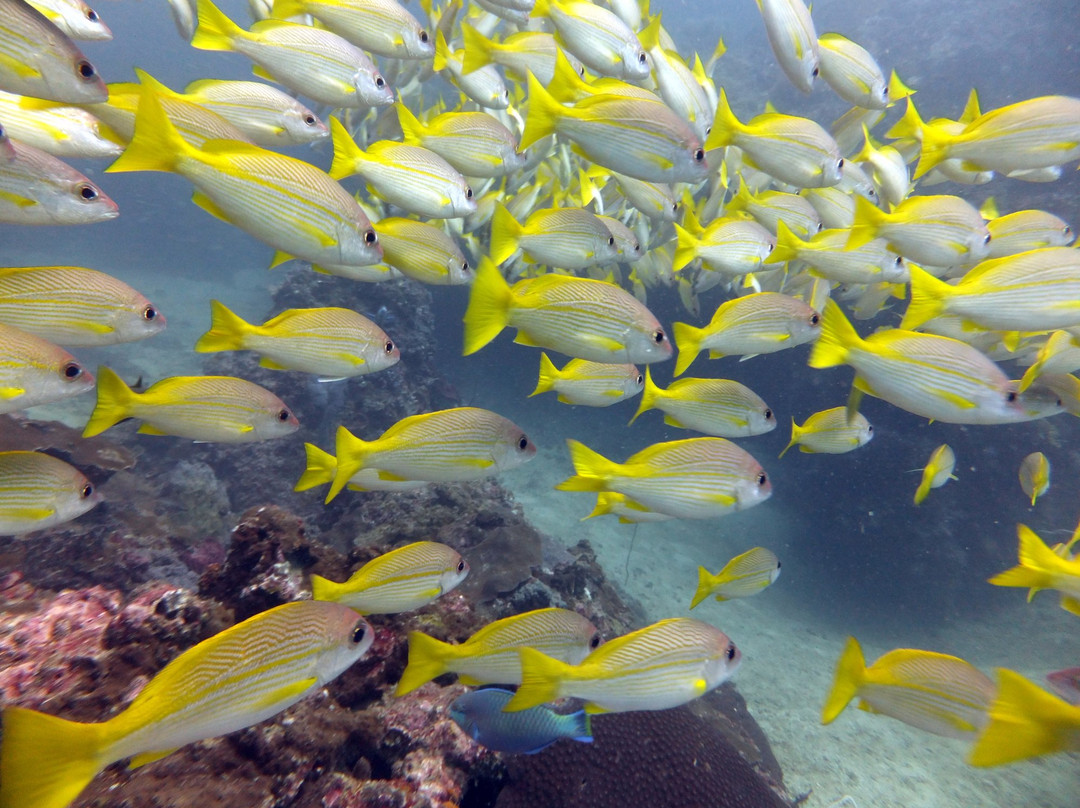 普吉岛安迪潜水体验-拉威必去景点