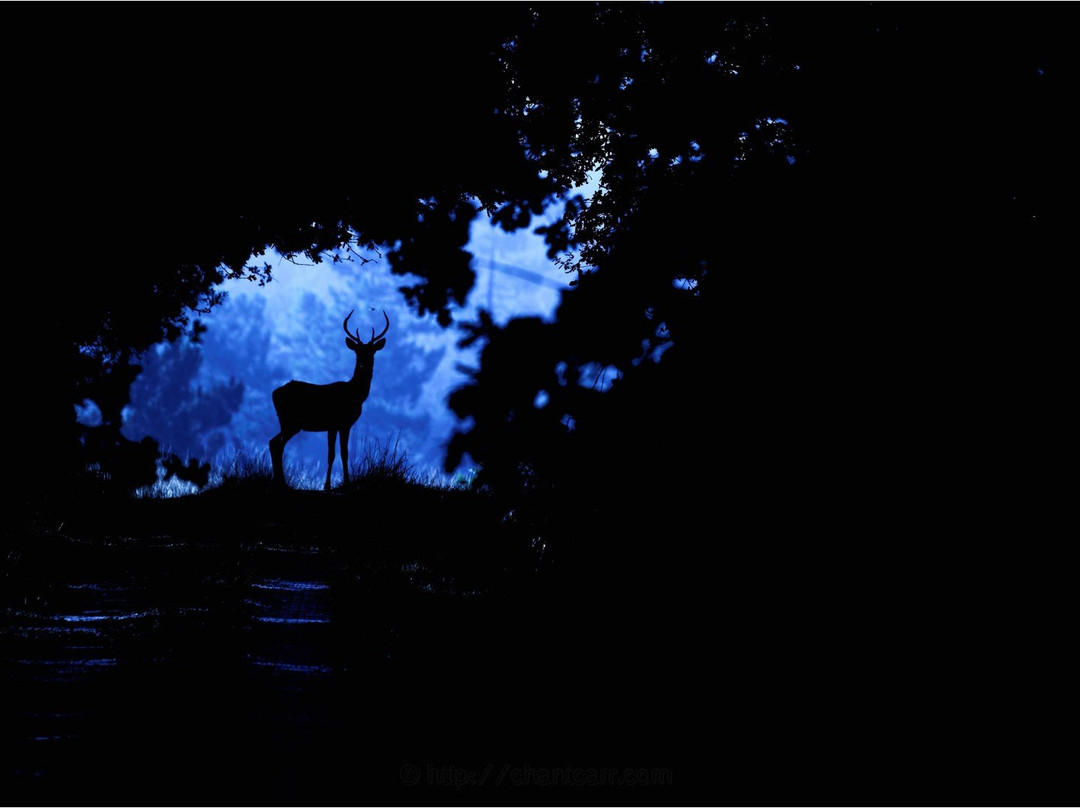 Safari Parc de Haute-Saintonge景点图片