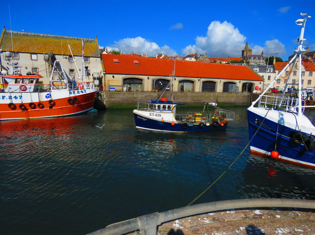 Pittenweem Harbour景点图片