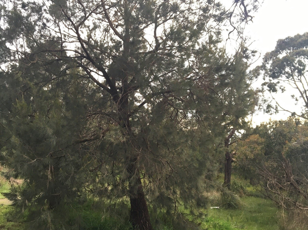 Casuarina Forest Reserve-Endeavour Hills必去景点